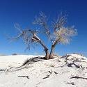 Landscape view of white sandy desert and large tree.